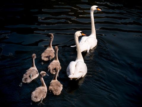 Swan family cygnets