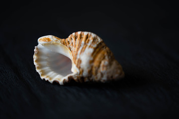 sea shell on black background