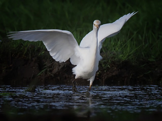 little egret flapped its wings