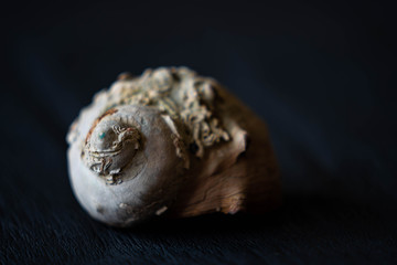 sea shell on black background