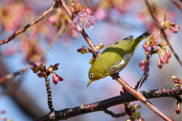 河津桜のメジロ
