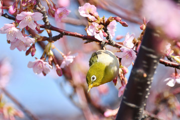 河津桜のメジロ