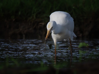 egret get a meal