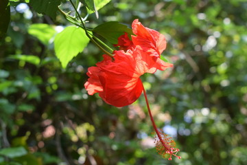 RED Flower