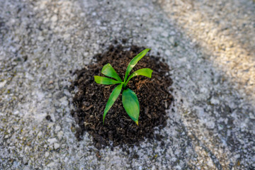 Small green seedling planted inside the black soil. The beginning of new life. Growing concept