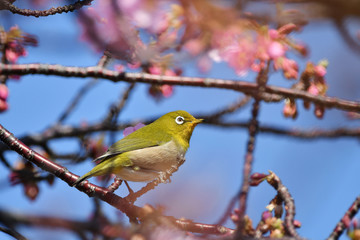 河津桜のメジロ