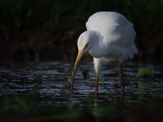 egret get a meal