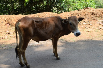 cow on farm