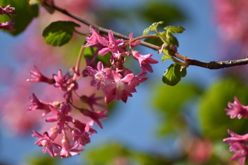 Blühende Blut-Johannisbeere (Ribes sanguineum)