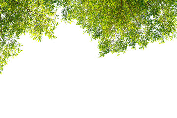 Obraz premium Fresh green leaves on white background