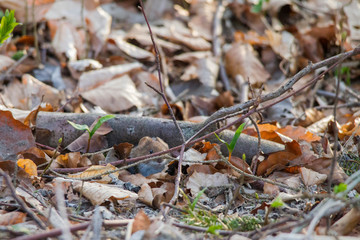 Red-rumped mouse peeks out in the forest under branches laying on the ground