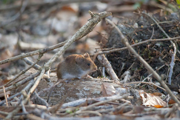 Bank vole peeks out in the forest under branches laying on the ground