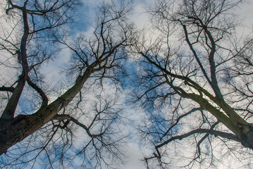 Obraz premium Looked up at the pattern of the big tree.