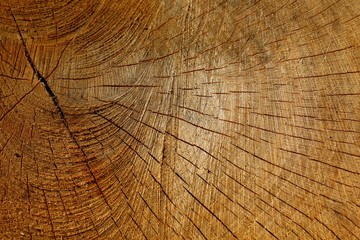 Naklejka premium Struktur eines Baumstamms
