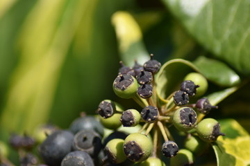 Efeu (Hedera helix) - reife und unreife Beeren