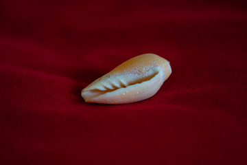 sea shell on red background