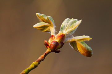Bud of a Conker tree or Horse-chestnut (Aesculus hippocastanum) in spring