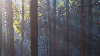 Morning forest. Tree trunks in scenic woodland