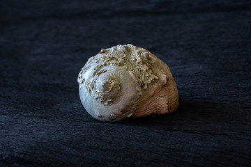 sea shell on black background
