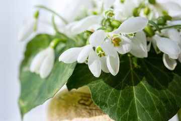 White snowdrops close-up in a vase