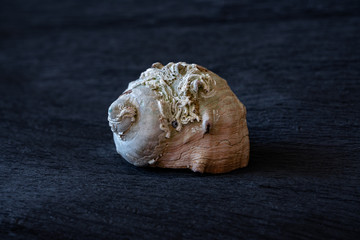 sea shell on black background