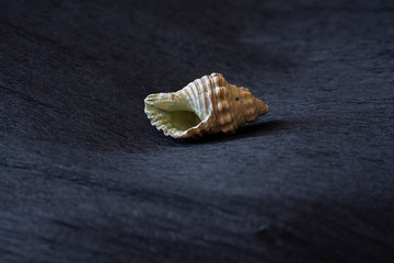 sea shell on black background