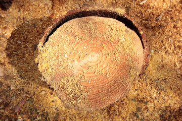 wood texture and wood shavings
