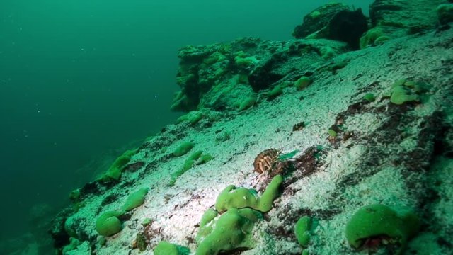 Crayfish Acanthogammarus underwater in animal world of Lake Baikal in Siberia Russia.