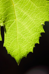 Grape Leaf Macro with Black Background
