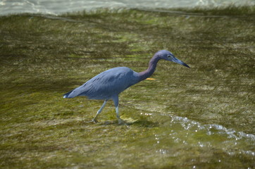 Little Blue Heron Fishing in Ocean Shallows - Egretta Caerulea