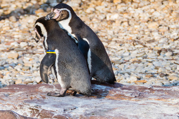 Fellpflege Humboldtpinguine 