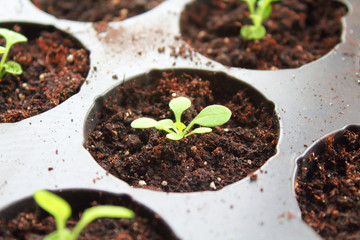 Seedlings of petunia. Close-up. Background.