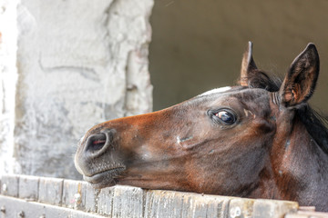 curiosity of a young horse