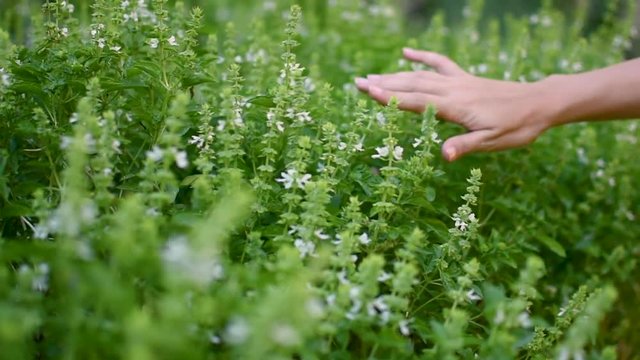 Sliding hand going through basil herbs in park