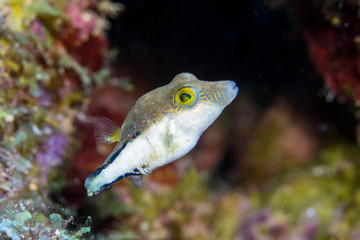 Close up of a juvenile fish as a part of the coral reef in the Caribbean Sea around Curacao