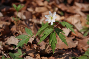 Small white wildflower