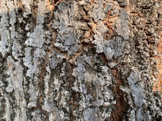 The surface of a large brown tree trunk, tree texture as natural background