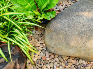 green plant in garden stone