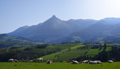 Fototapeta na wymiar flock of sheep grazing on mountain meadow, Txindoki, Euskadi