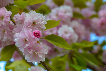 Sakura blossom branch on colorful bokeh background