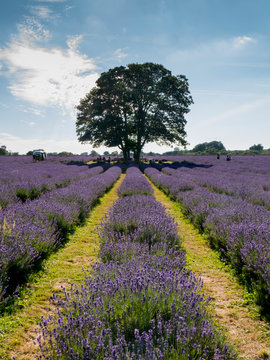 Europe, UK, England, London, Mayfield lavender farm