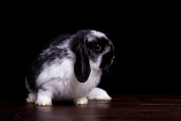  rabbit on a wooden dark background