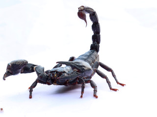 scorpion on white background