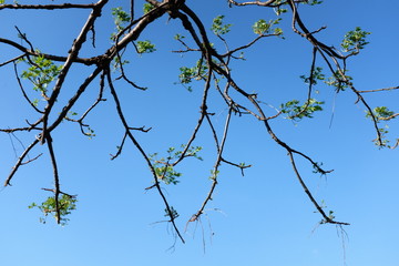 제주도의 꽃나무 