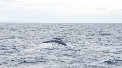 Blauwal vor Sri Lanka