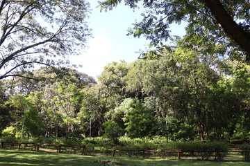 Ibirapuera's Park - 141