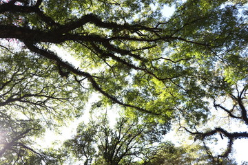 Ibirapuera's Park - 116