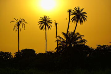 Obraz premium Perfect colorful African sunset with backlit silhouette of palm trees. Guinea, West Africa.