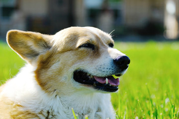 Brown and white Corgi dog happy during spring outdoors.