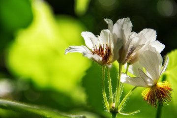 closeup floral and plant background